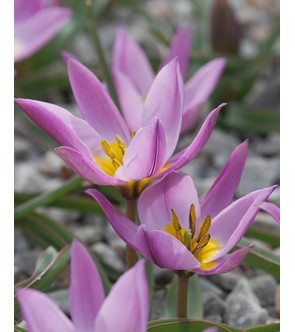 Tulipano selvatico Humilis...