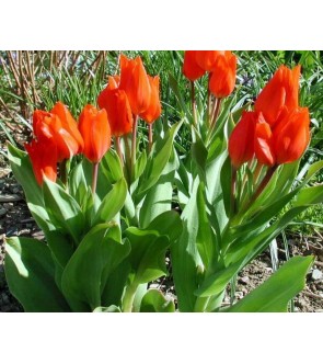 Tulipano selvatico...