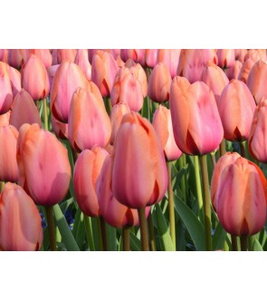 Tulipano stelo lungo...