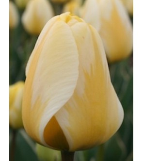 Tulipano stelo lungo Cream Cocktail