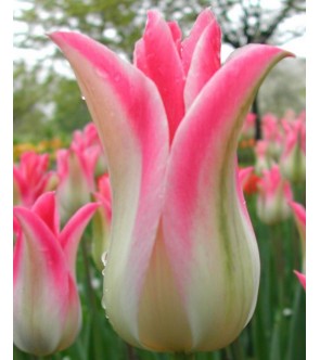 Tulipano fior di giglio...