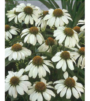 Echinacea purpurea White Swan