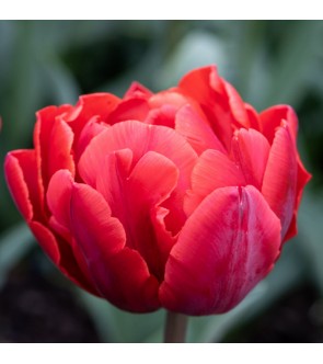 Tulipano doppio May Wonder