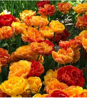 Tulipano doppio Sun Lover