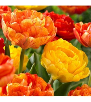 Tulipano doppio Sun Lover