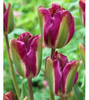 Tulipano viridiflora Violet Bird