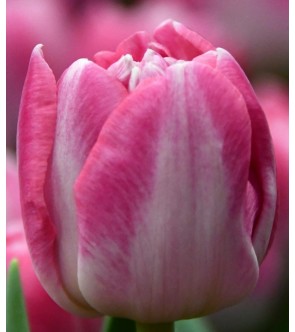 Tulipano doppio Voque