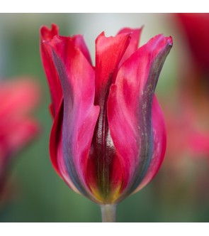 Tulipano viridiflora Pimpernel