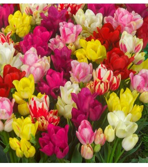 Tulipani Multiflora in...