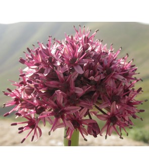 Allium askersonianum