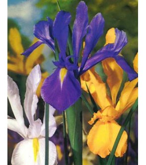 Iris Hollandica Miscuglio