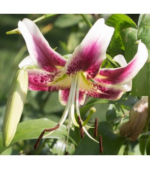 Lilium Scheherezade