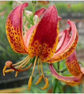 Lilium martagone ibrido Arabian Night