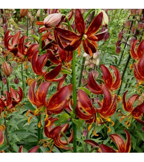 Lilium martagone ibrido...