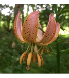 Lilium martagone ibrido Fairy Morning