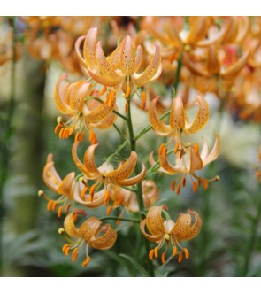 Lilium martagone ibrido...
