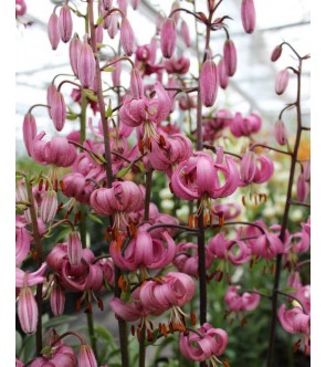 Lilium Martagone SPECIE PURA