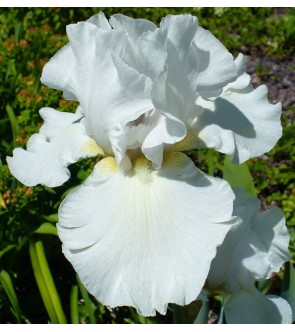 Iris germanica White City