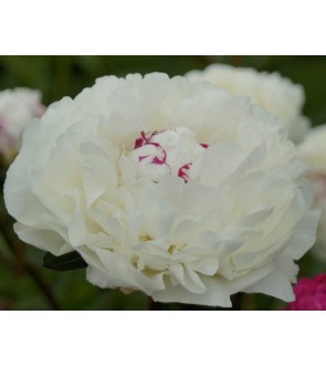 Peonia Boule de neige