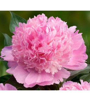 Peonia Morning Kiss