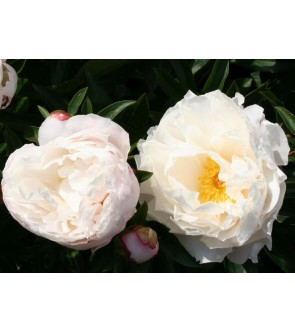 Peonia Gardenia