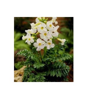 Incarvillea delavayi Snowtop