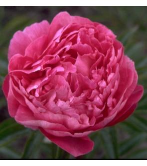 Peonia Victoire de la Marne