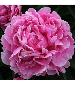 Peonia Dr. Alexander Fleming