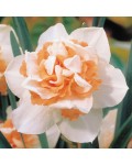 Narciso doppio Delnashaugh