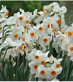 Narciso tazetta Geranium