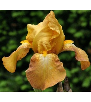 Iris germanica Casque d'Or