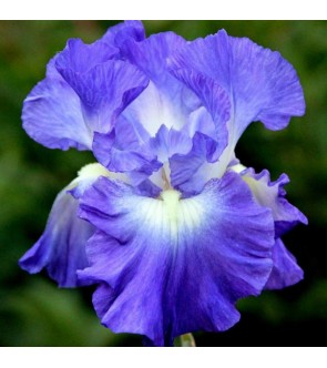 Iris germanica rifiorente...