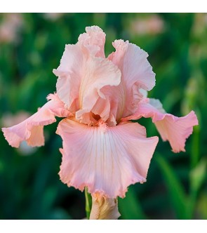 Iris germanica Constant Wattez