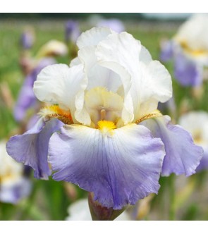 Iris germanica rifiorente...