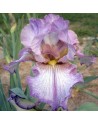 Iris germanica rifiorente...
