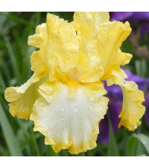 Iris germanica rifiorente...