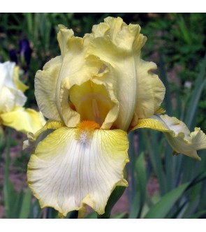 Iris germanica rifiorente Antique Ivory