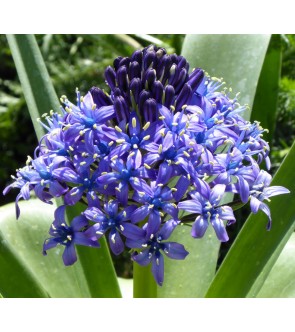 Scilla peruviana