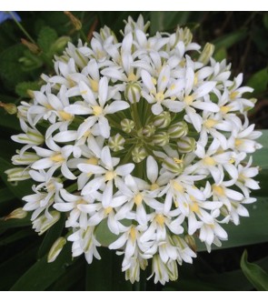 Scilla peruviana White Moon