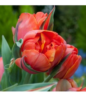 Tulipano doppio Queensday
