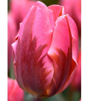 Tulipano stelo lungo Pretty...
