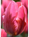 Tulipano stelo lungo Pretty...