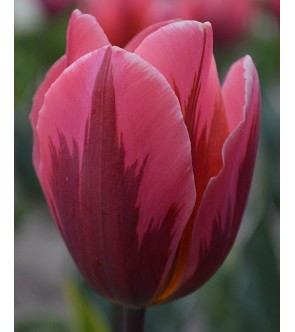 Tulipano stelo lungo Pretty Princess
