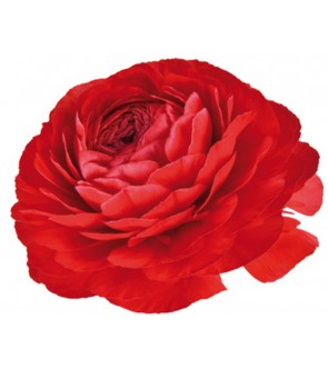 Ranuncolo Elegance Rosso NUOVO