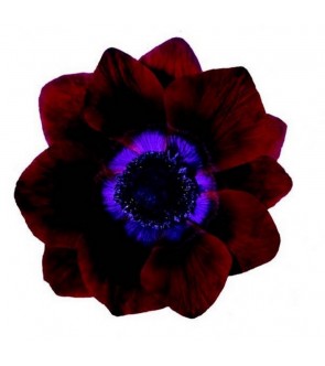 Anemone Mistral Bordeaux NOVITA'