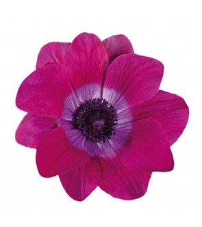 Anemone Mistral Magenta...