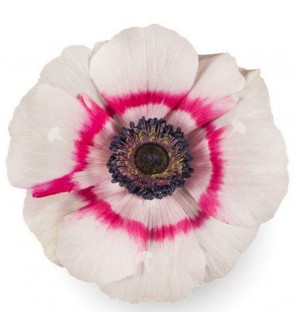 Anemone Mistral Plus...