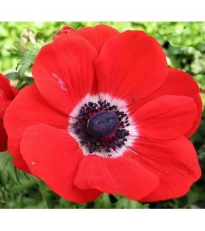 Anemone Mistral Plus Fuego NOVITA'