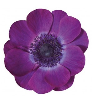 Anemone Mistral Plus Grape NOVITA'