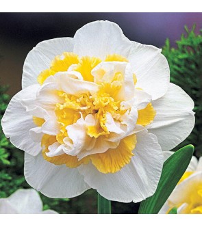 Narciso doppio White Lion